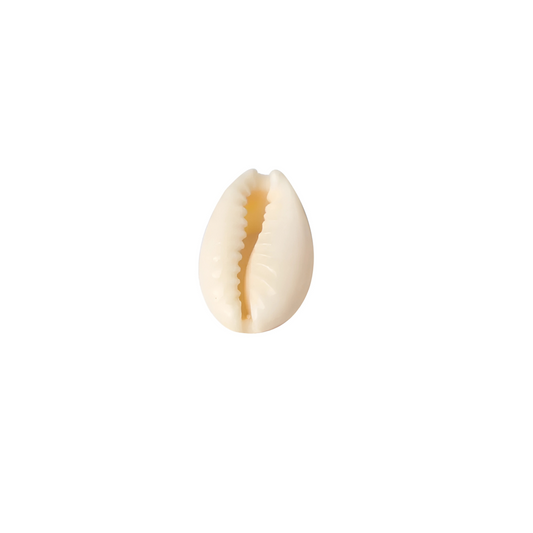 Cowrie Shell Charm